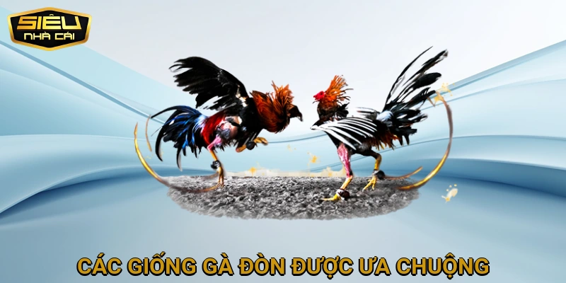 Các Giống Gà Đòn Ưa Chuộng Trong Hình Thức Trực Tiếp Tại Thomo