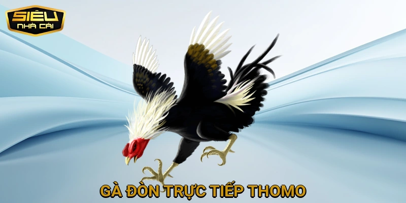 Đá Gà Đòn Trực Tiếp Thomo