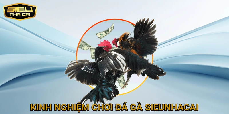 Kinh Nghiệm Chơi Đá Gà SIEUNHACAI Hiệu Quả Trên