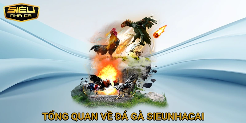 Tổng Quan Về Đá Gà SIEUNHACAI